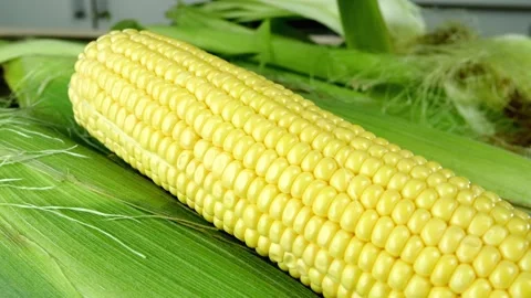 Ripe sweet corn cob for subsequent preparation corn dishes. Health vegetarian or Stock Footage 192840076