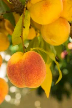 Ripe sweet peach fruits growing on a tree branch in orchard Stock Photos