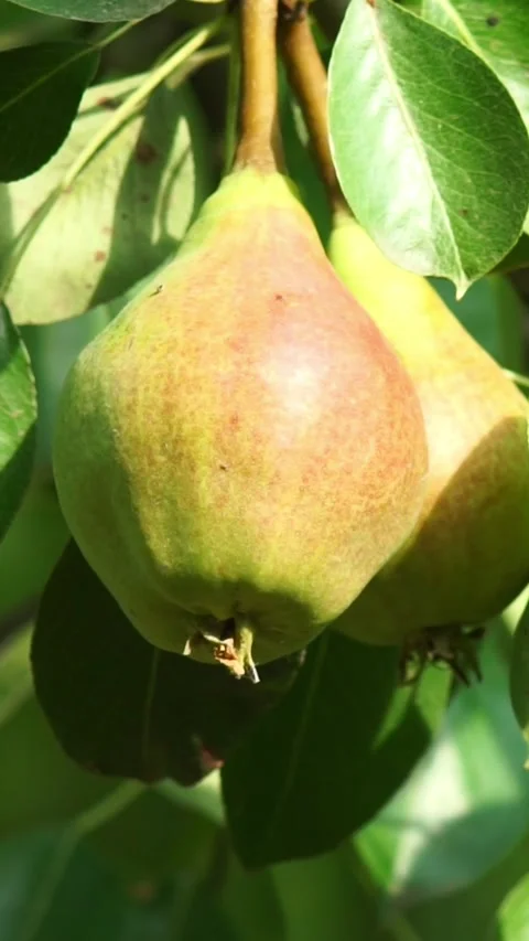 Ripe Sweet Pear Growing on Tree Branch in Sunlight Stock Footage 346639417