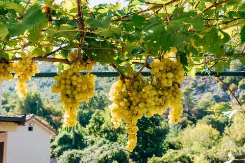 Ripe table grape clusters hanging beneath leafy vineyard trellis with foliage Stock Photos