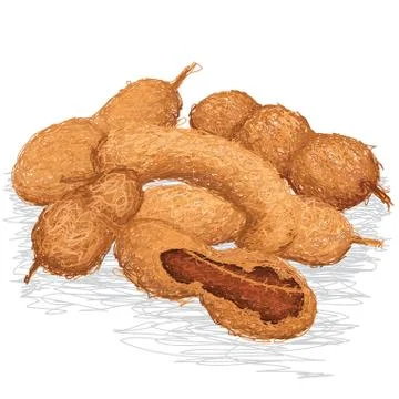 Ripe tamarind Stock Illustration