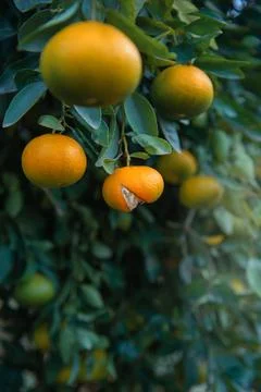 Ripe tangerine fruit with split peel on a tree in citrus grove, vertical shot Stock Photos