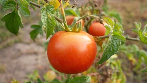 Ripe tomato in the beds Stock Footage 138918722