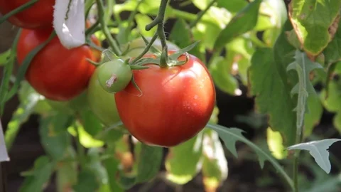 Ripe tomato on a branch Stock Footage 80243354
