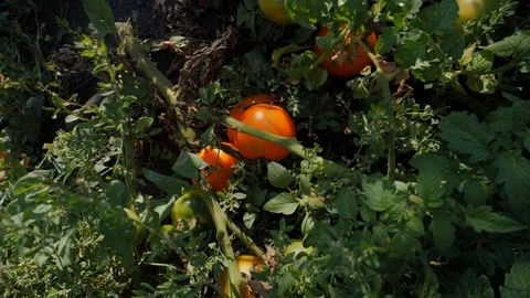 Ripe tomato in the garden Stock Footage 120107387
