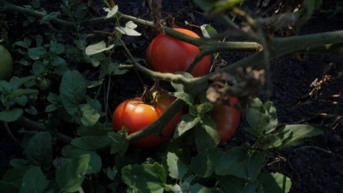 Ripe tomato in the garden Stock Footage 120107389