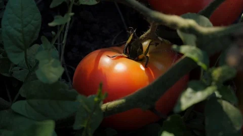 Ripe tomato in the garden Stockbeeldmateriaal 120107391