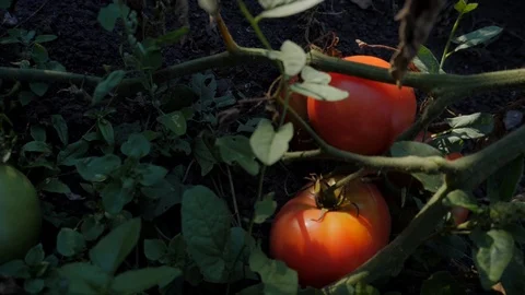 Ripe tomato in the garden Stock Footage