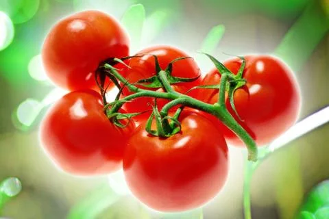 Ripe tomato Foto stock