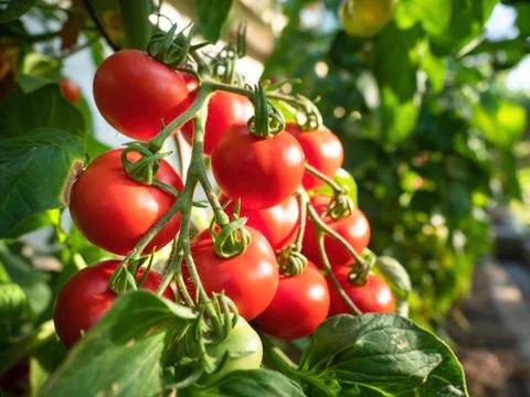 Ripe tomato plant growing in greenhouse. Fresh bunch of red natural tomatoes Stock Photos