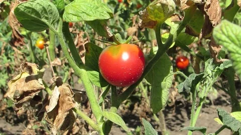 Ripe tomato on a stem sways in the wind Video stock 138267669