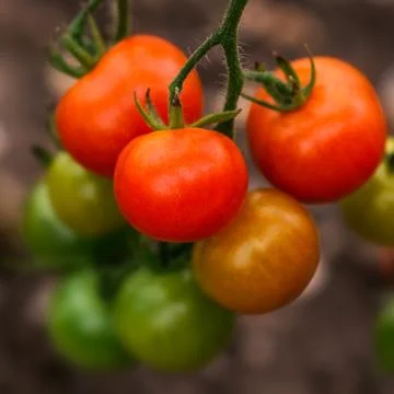 Ripe tomato on the vine square composition Stock Photos