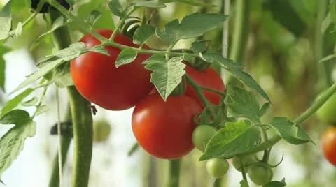 Ripe tomato zoom Stock Footage 12131948