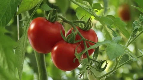 Ripe tomato zoom2 Stock Footage 12132007