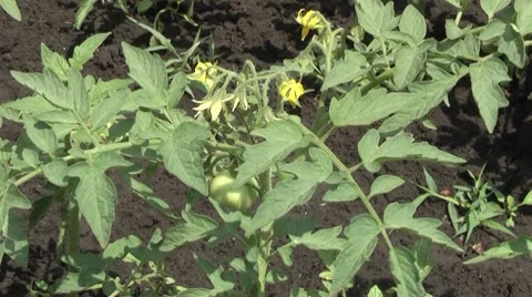 Ripe tomatoes and bloom. Stock-Footage 7747811