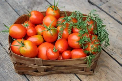 Ripe tomatoes in basket Stock Photos