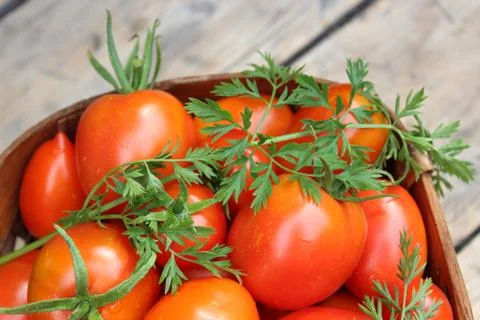 Ripe tomatoes in basket Stock Photos