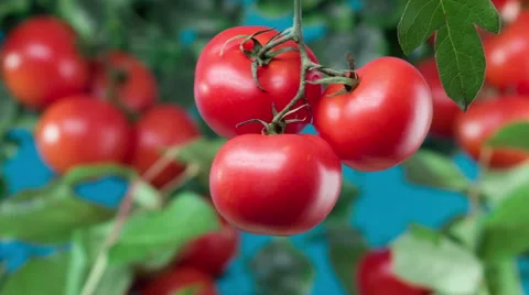 Ripe tomatoes on a branch close-up Stock Footage 52235492