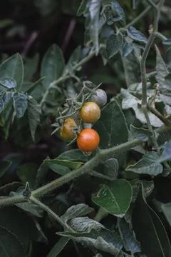 Ripe tomatoes on the branches Stock Photos