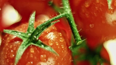 Ripe Tomatoes Closeup with Droplets Stock Footage