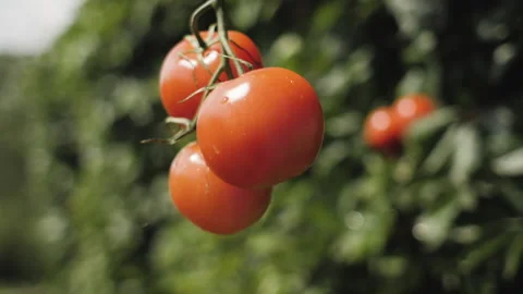 Ripe tomatoes come off and fall against the background of bright greenery Stock Footage 157508602