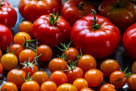 Ripe tomatoes in different sizes. Stock Photos