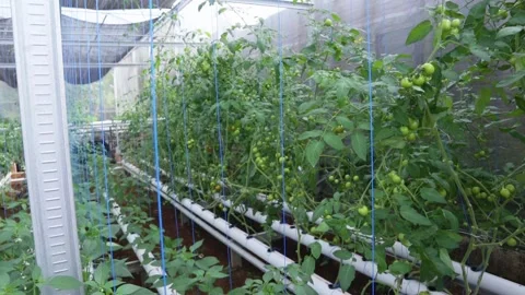 Ripe tomatoes Stock Footage 225630485