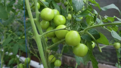 Ripe tomatoes Stock Footage 225630556