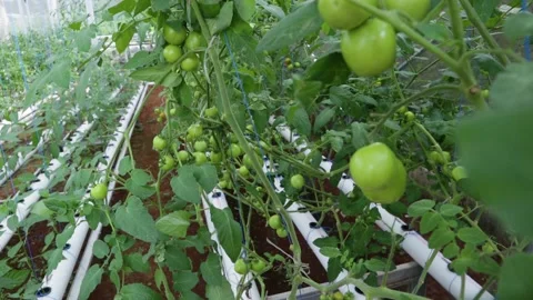 Ripe tomatoes Stock Footage 225630558