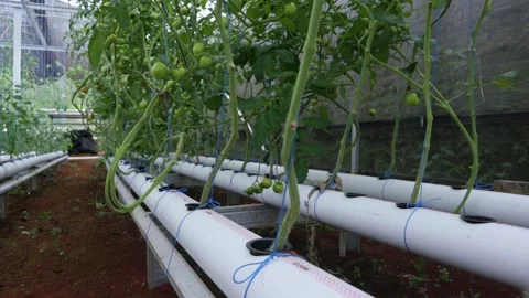 Ripe tomatoes Stock Footage 225630691