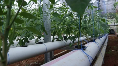 Ripe tomatoes Stock Footage 225630862