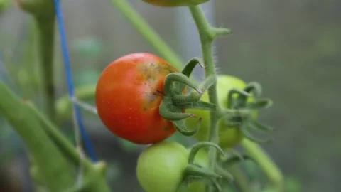 Ripe tomatoes Stock Footage 225630866