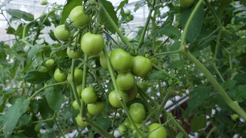 Ripe tomatoes Stock Footage 225631018