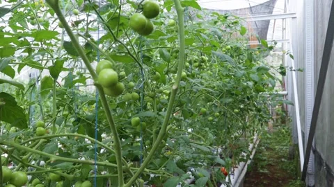 Ripe tomatoes Stock Footage 225631019