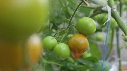 Ripe tomatoes Stock Footage 225631057