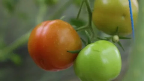 Ripe tomatoes Stock Footage 225631100