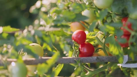 Ripe tomatoes in the garden Video stock 248078065