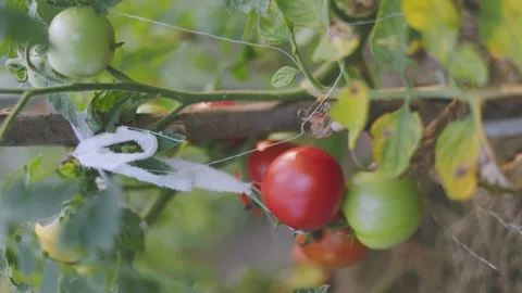 Ripe tomatoes in the garden Stock Footage 248283777