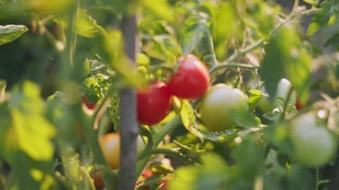 Ripe tomatoes in the garden Stock Footage 248755010