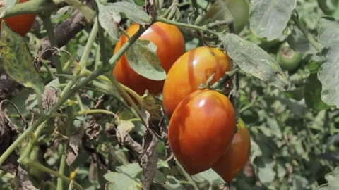 Ripe tomatoes hanging on the tree. Tomatoes bear lots of fruit Video stock 217430150