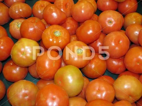 Ripe tomatoes Stock Photos