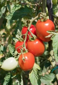 Ripe tomatoes Stock Photos