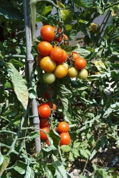 Ripe tomatoes Stock Photos