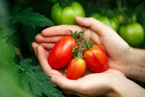 Ripe tomatoes Stock Photos