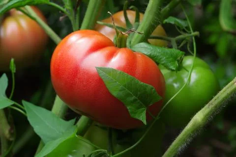 Ripe tomatoes Stock Photos