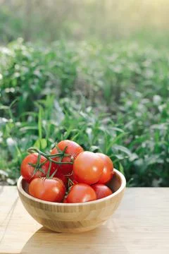 Ripe tomatoes Stock Photos
