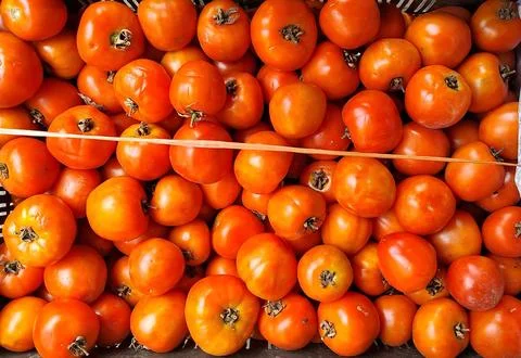 Ripe Tomatoes. Stock Photos