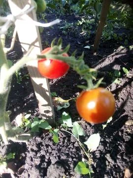 Ripe tomatoes Stock Photos