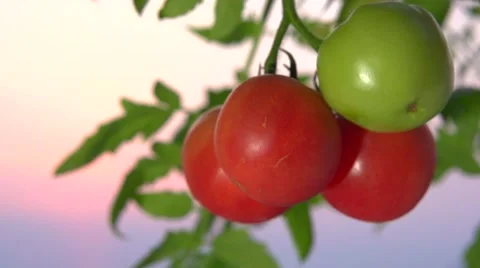 Ripe tomatoes on the vine. Video stock 54959028
