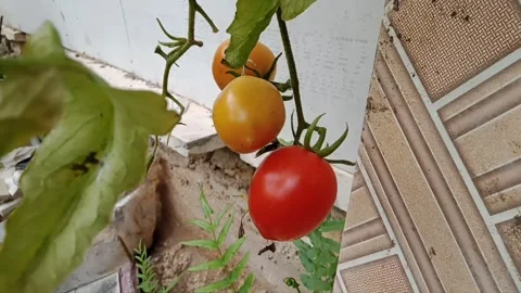 Ripe tomatoes on the vine Stock Footage 260466385